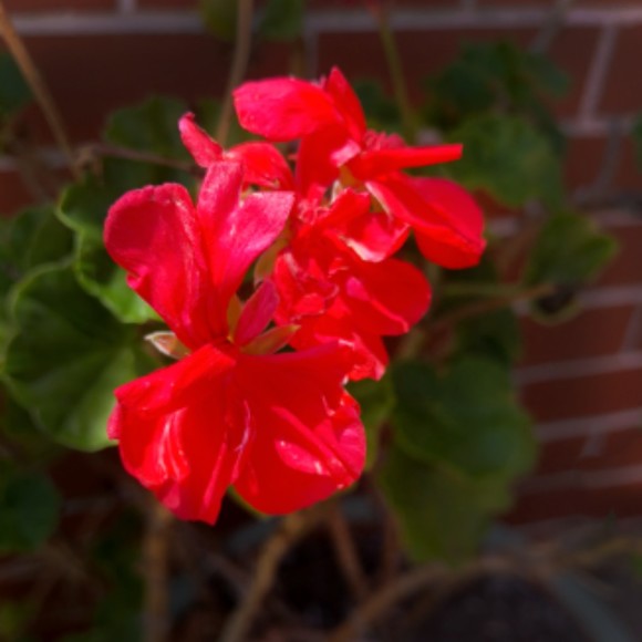 Meet your Posher, Ruby - Picture 1 of 1